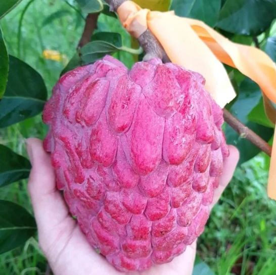 Purple Custard Apple